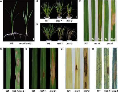 Mutation Types of CYP71P1 Cause Different Phenotypes of Mosaic Spot Lesion and Premature Leaf Senescence in Rice